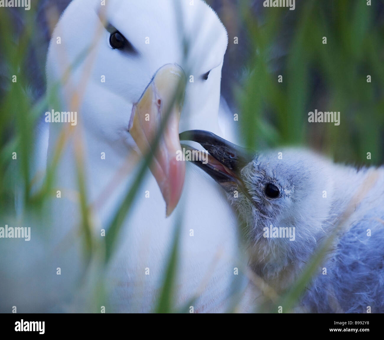 Black-browed Albatros (T m Melanophris) Mutter mit Küken neue Insel-Falkland-Inseln Stockfoto