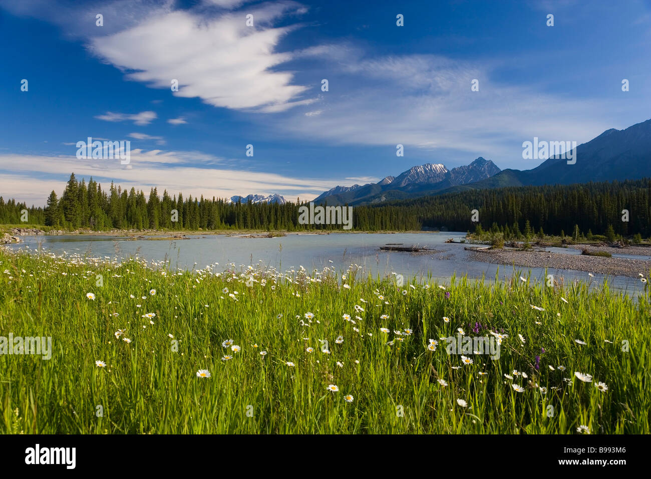Wilden Gänseblümchen, Bellis Perennis L & der Rockies Kootenay National Park, Britisch Kolumbien, Kanada Stockfoto