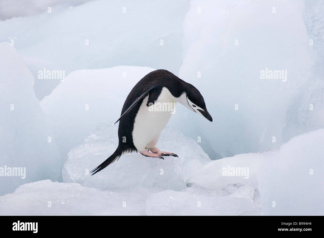 Kinnriemen Pinguin (Pygoscelis Antarcticus) springen auf dem Eis der Antarktis Stockfoto