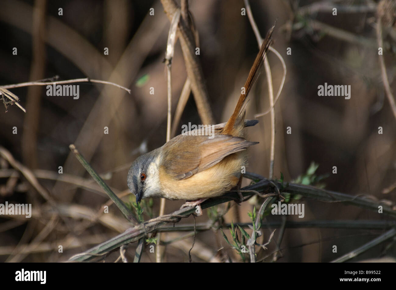 Ashy Prinia Prinia Socialis in Okhla Vogelschutzgebiet Indien Stockfoto