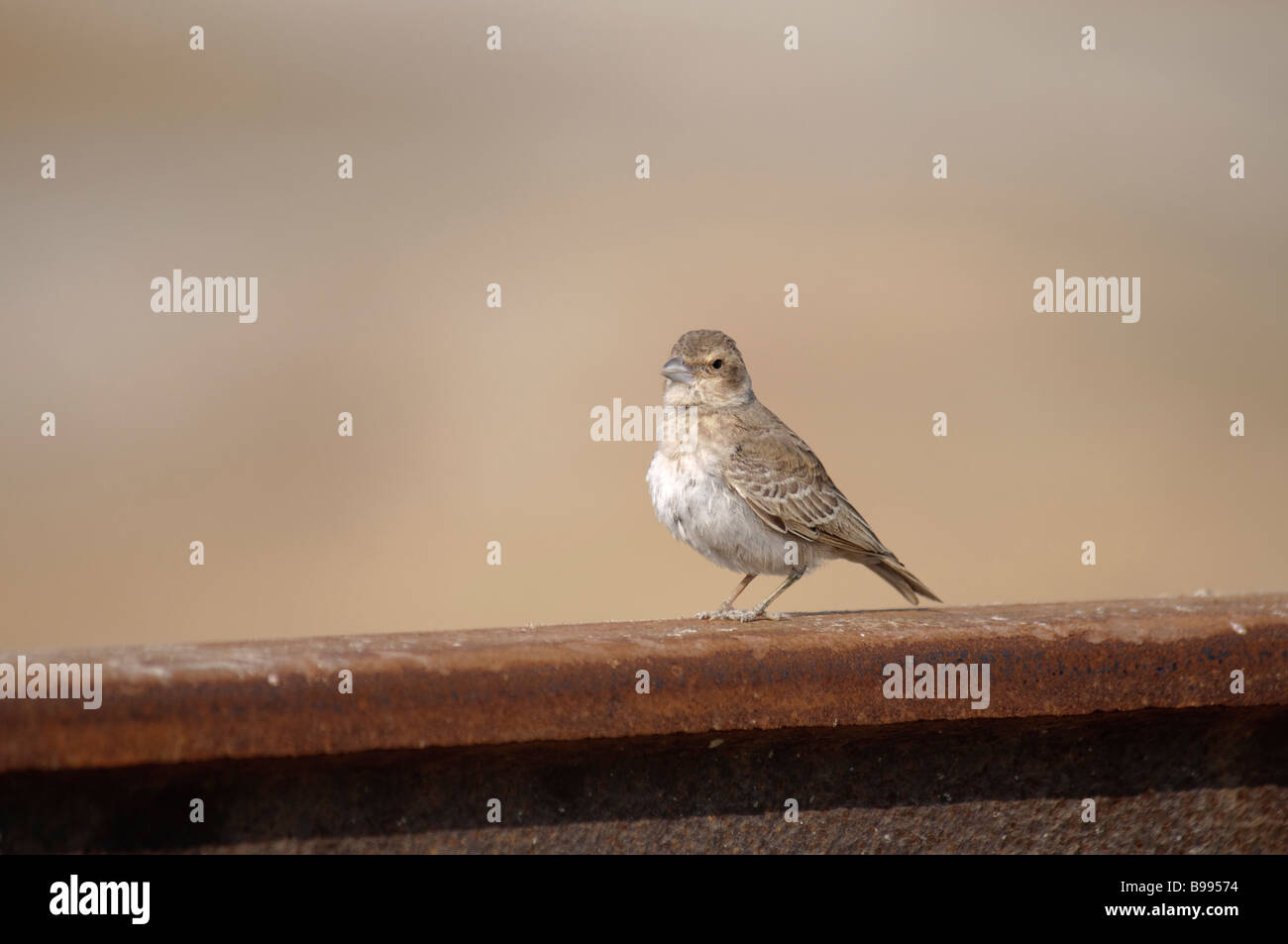 weibliche Ashy-gekrönter Spatz-Lerche Eremopterix Grisea stehen auf einer Schiene in Rajasthan Indien Stockfoto