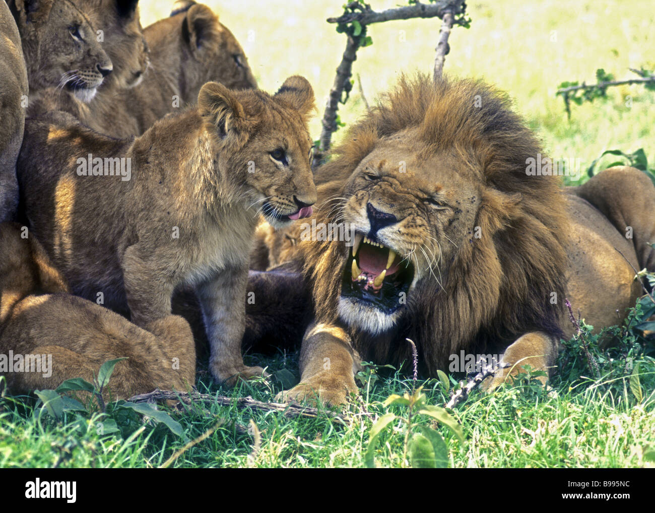 Junge Löwenbabys, die versuchen, ein reifer männlicher Löwe möglicherweise locken ihres Vaters zu spielen, während er knurrt sie entmutigen Stockfoto