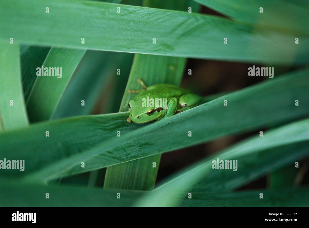 Mittelmeer-Laubfrosch (Hyla Meridionalis) Stockfoto