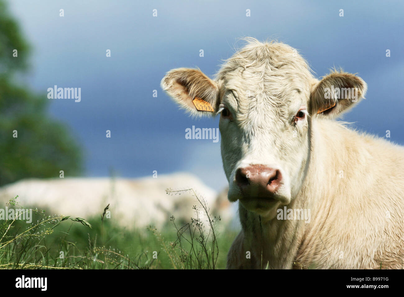 Weiße Kuh auf der Weide, Nahaufnahme Stockfoto