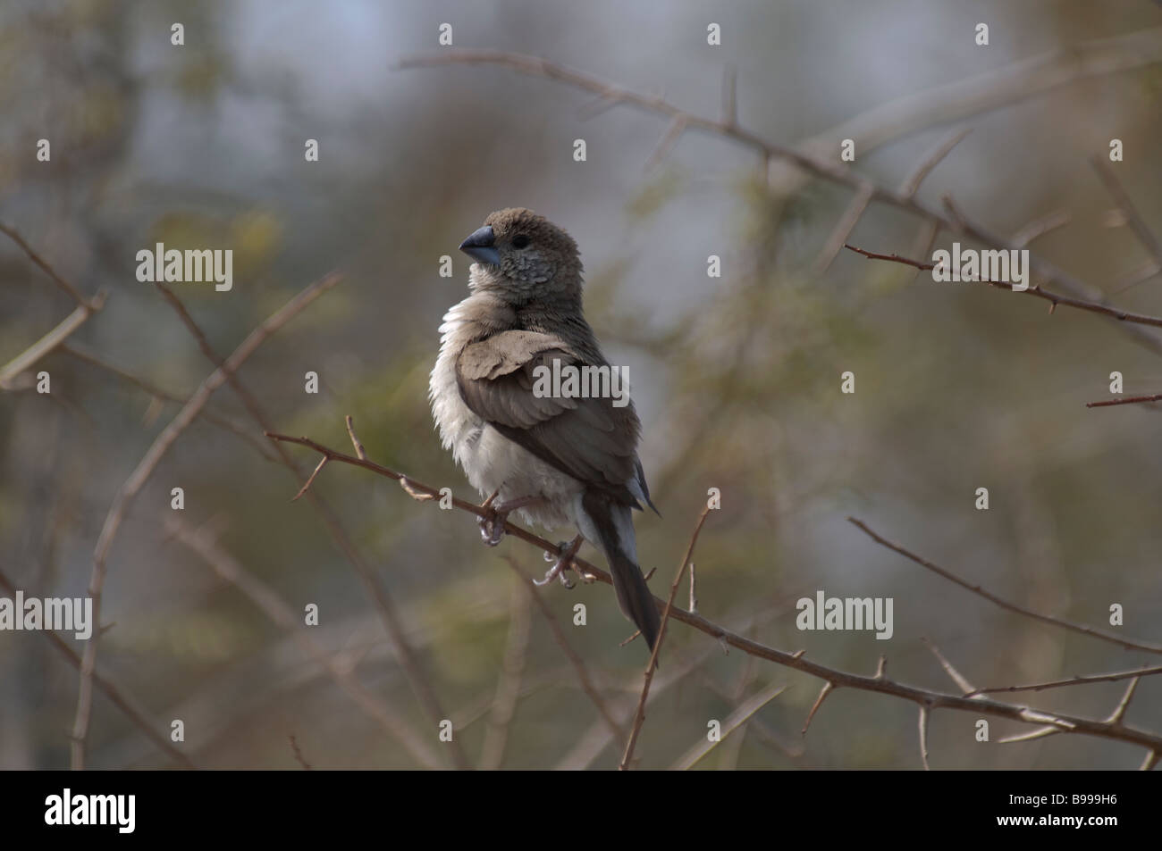 Indian Silverbill Lonchura Malabarica sitzt in einem Busch in Jaipur Indien Stockfoto