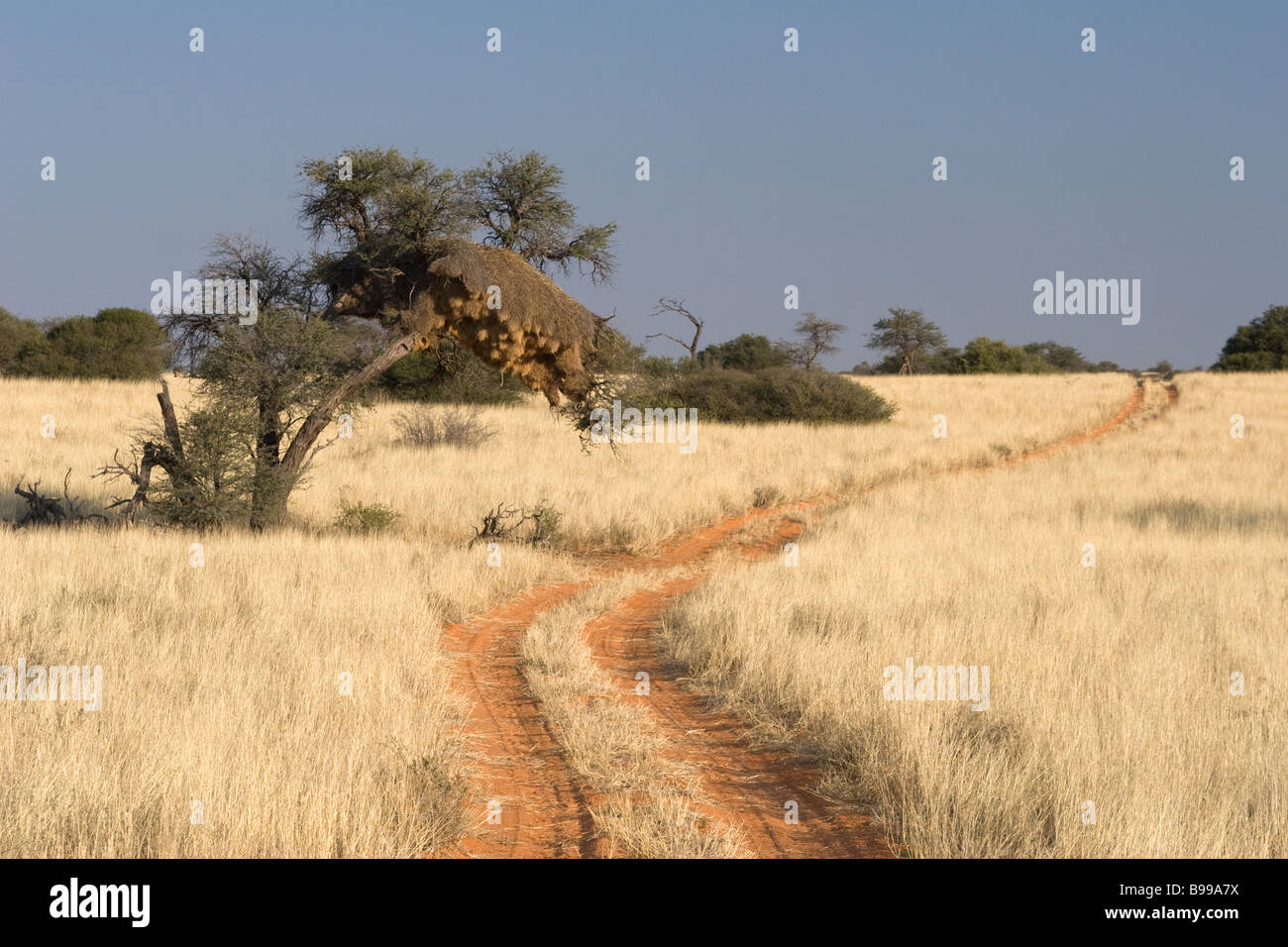 Ein roter Sandweg führt durch golden Grass in der Kalahari-Wüste im nördlichen Kapprovinz Südafrikas Stockfoto