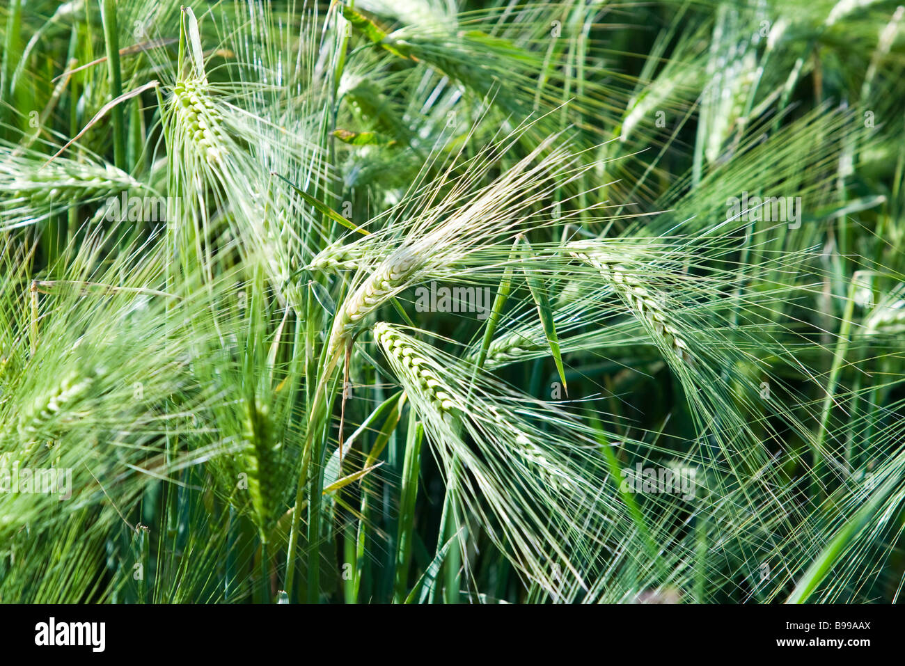 Unreife Weizen wächst im Feld, Nahaufnahme Stockfoto