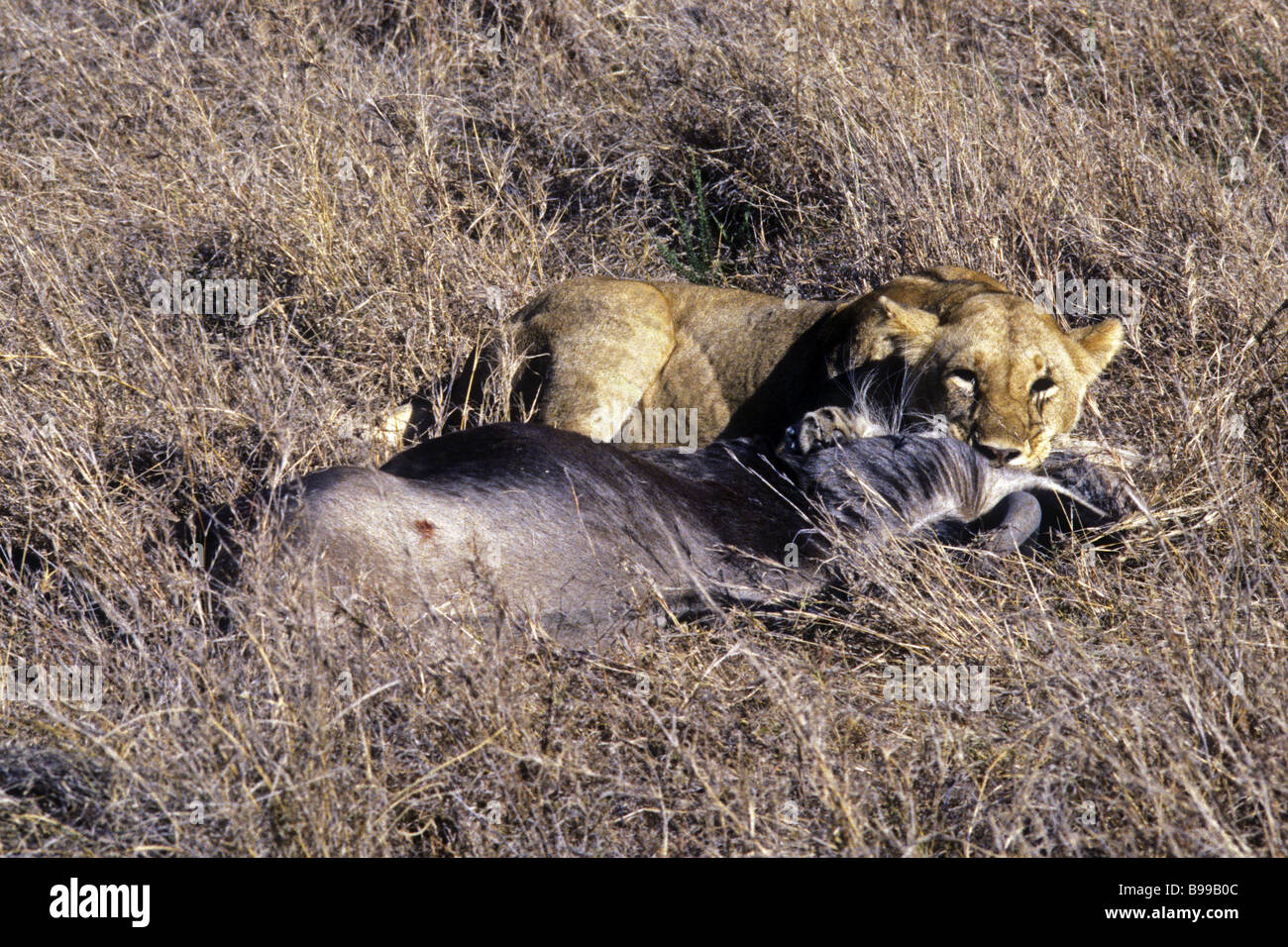 Löwin töten Gnus Masai Mara National Reserve Kenia in Ostafrika Stockfoto