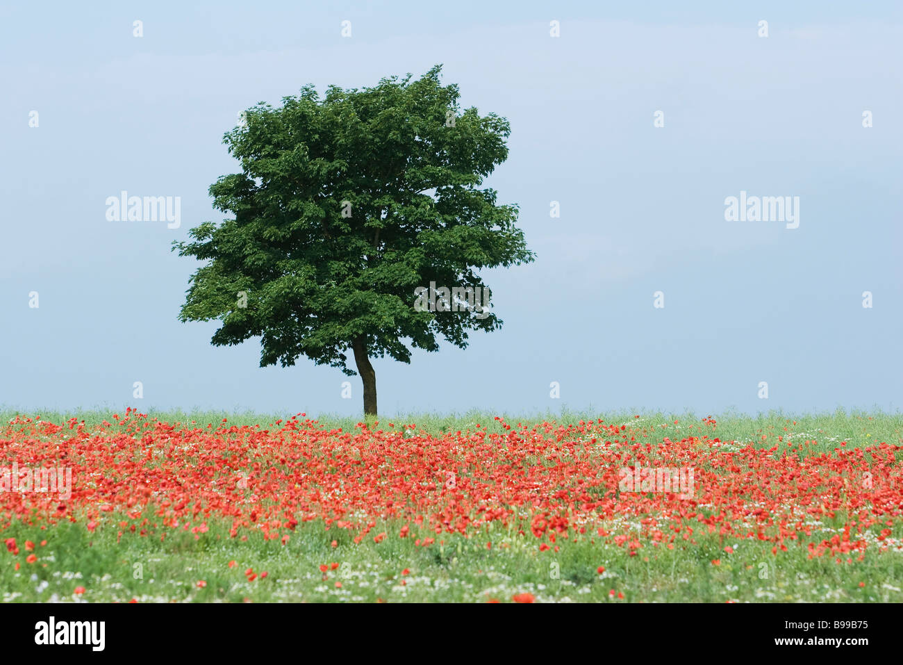 Baum im Mohnfeld Stockfoto