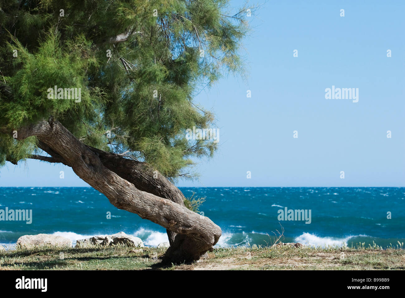 Weiße Kiefer wächst am Meeresufer verdreht Stockfoto
