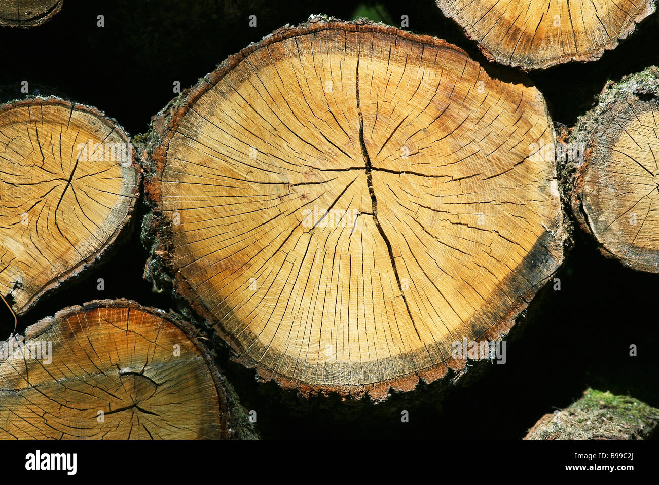 Brennholz, extreme Nahaufnahme Stockfoto
