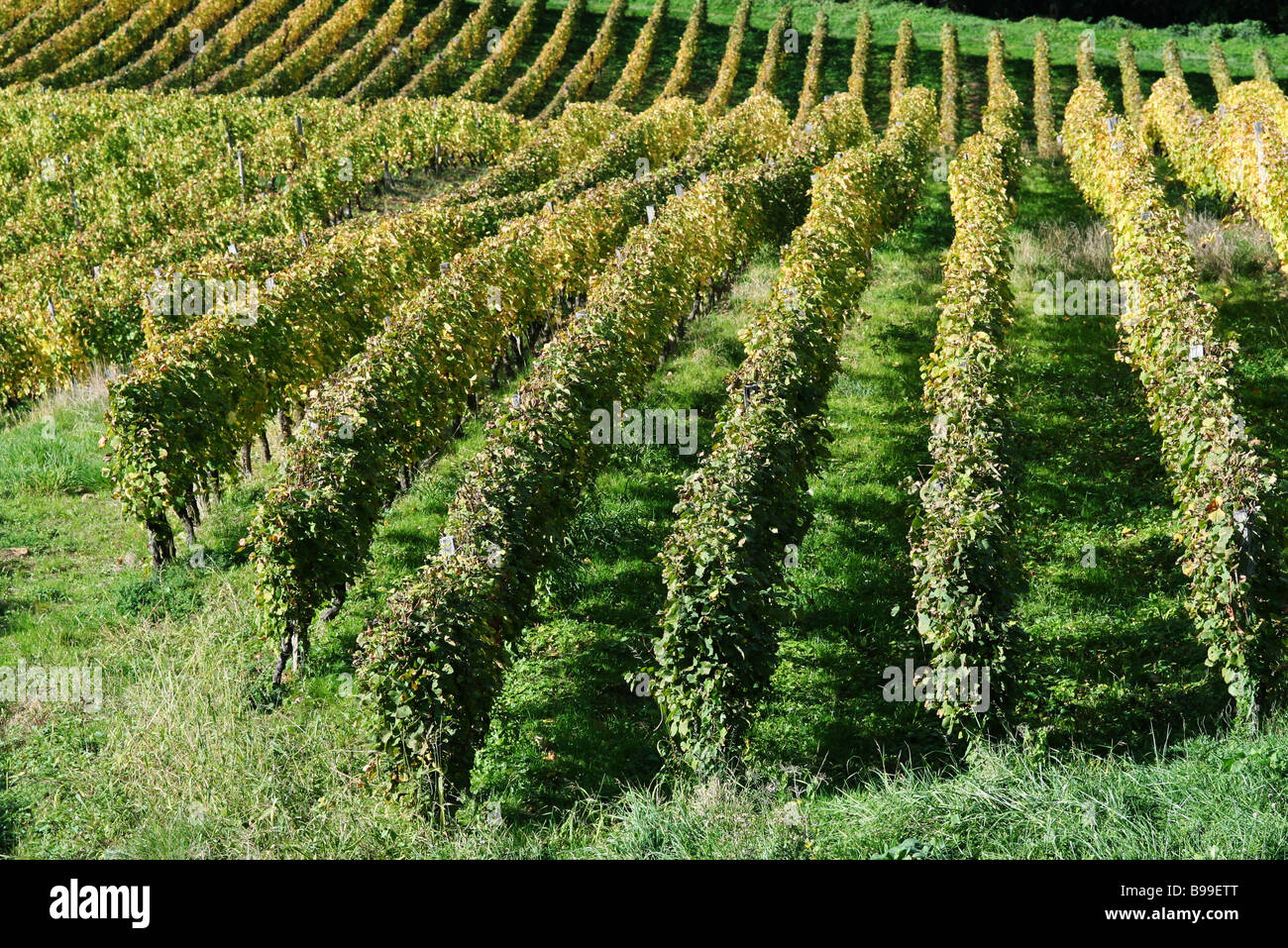 Weinberg, erhöhte Ansicht Stockfoto