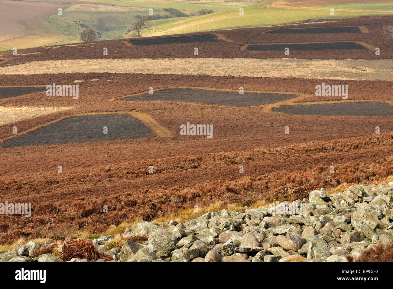 Muster nach links gesteuert durch Heidekraut brennen in Angus Glens, Schottland Stockfoto