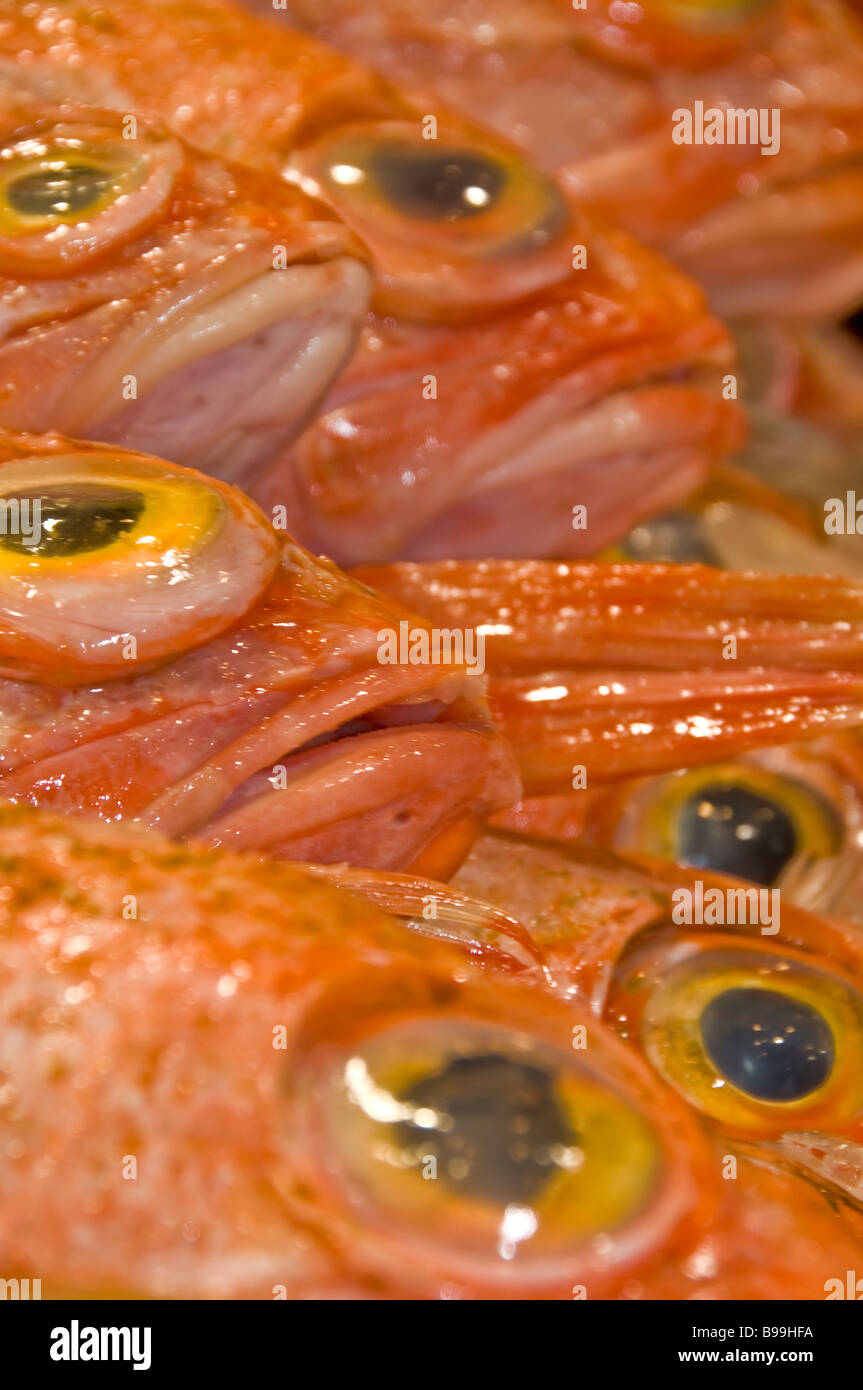 Big Eye Rotbarsch Helicolenus Barathri Hector 1875 tritt in Australien und Neuseeland beschossen die Sydney Fish Market Stockfoto