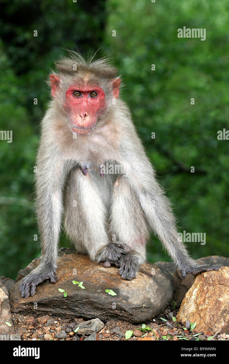 Junge männliche Bonnet Macaque Macaca Radiata saß auf Rock starrte nach vorne genommen In Chinnar Wildlife Sanctuary, Indien Stockfoto