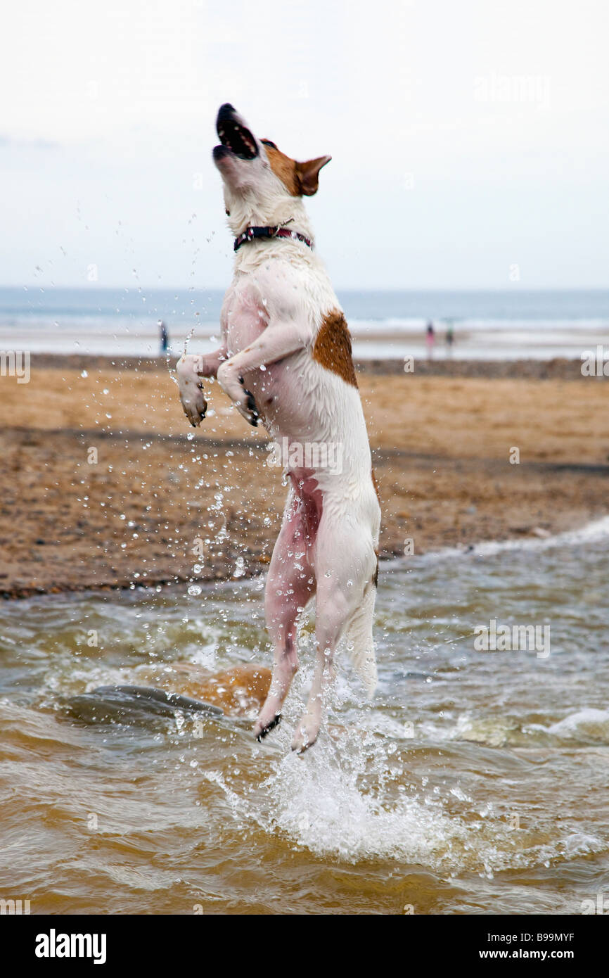 Hund spielt am Strand, Saltburn, Teesside (Cleveland), North East England, Großbritannien Stockfoto