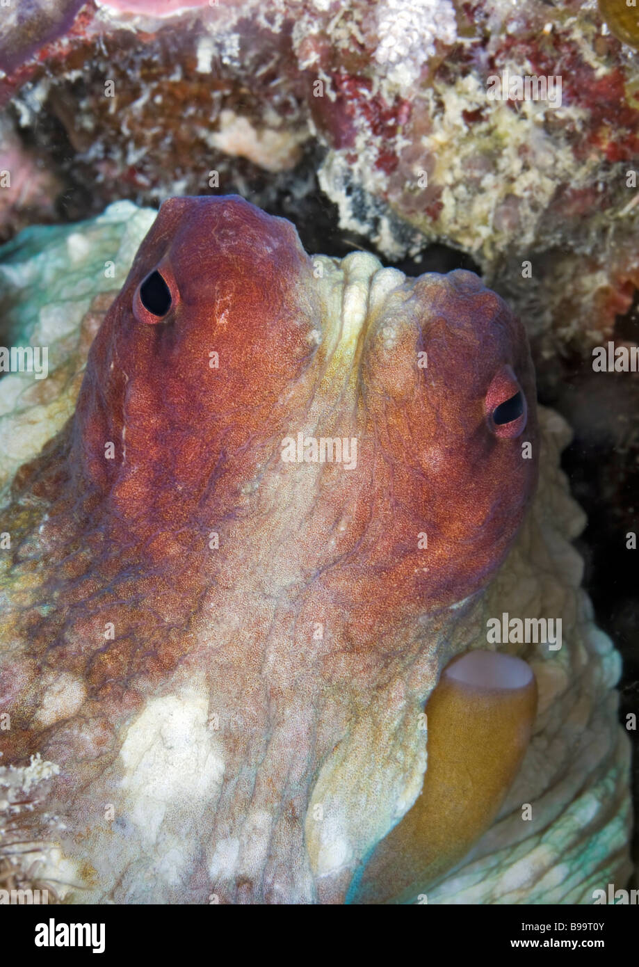 Diese gemeinsame Riff Oktopus späht aus seinem Haus am Knurrhahn Boden Reef in der Celebes-See, Sabah, Malaysia. Stockfoto