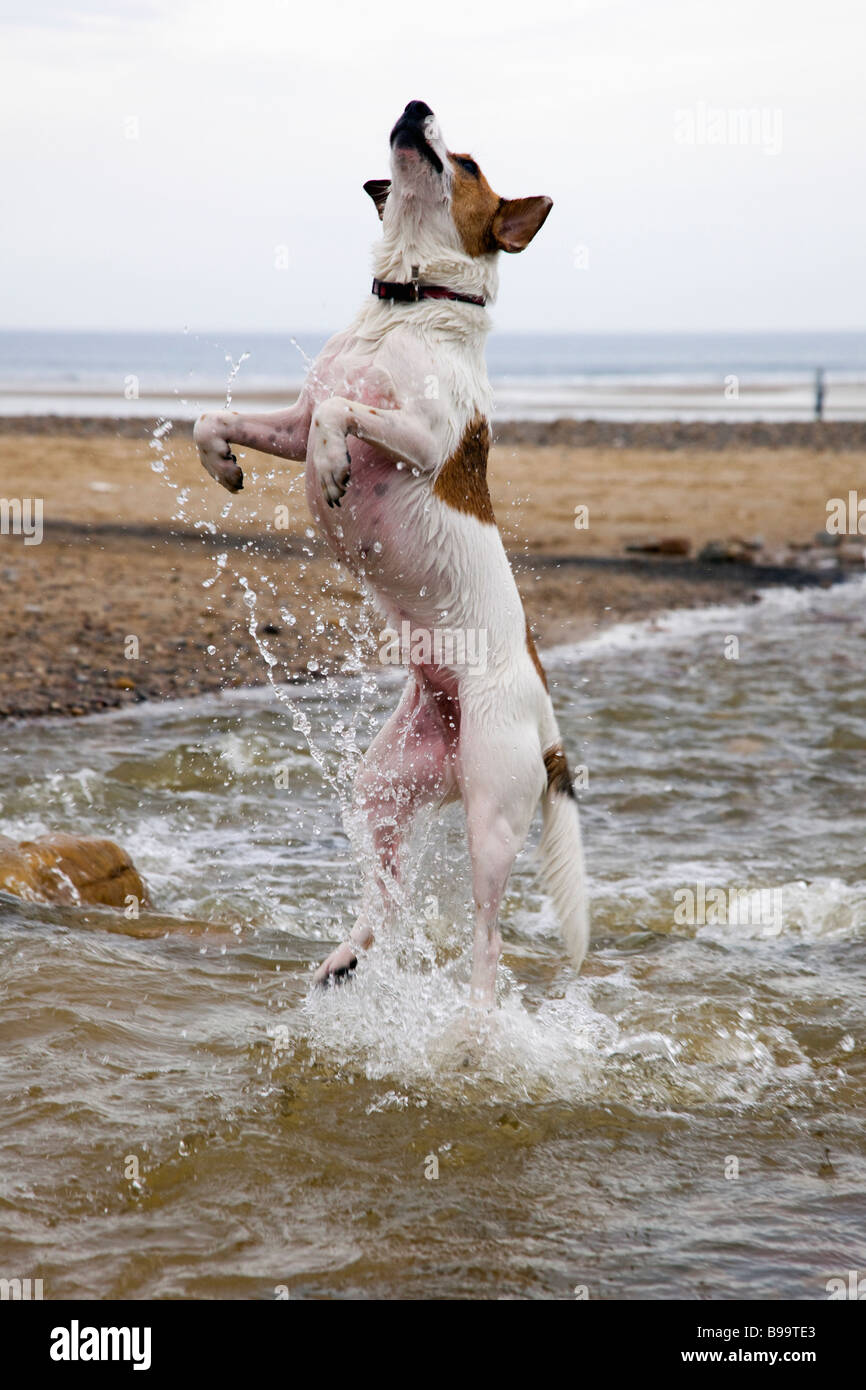 Hund spielt am Strand, Saltburn, Teesside (Cleveland), North East England, Großbritannien Stockfoto