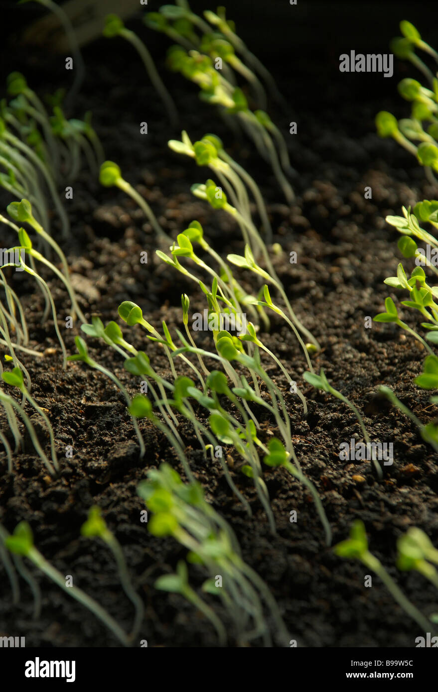 Salat, Lactuca Sativa, Sämlinge angebaut in einem Anzuchtkasten vor ausgepflanzt werden. Stockfoto