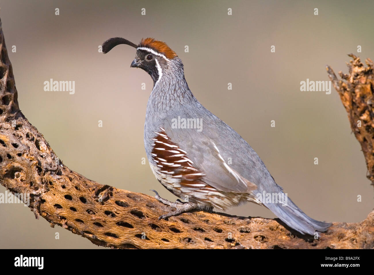 Die Gambels Wachteln Stockfoto