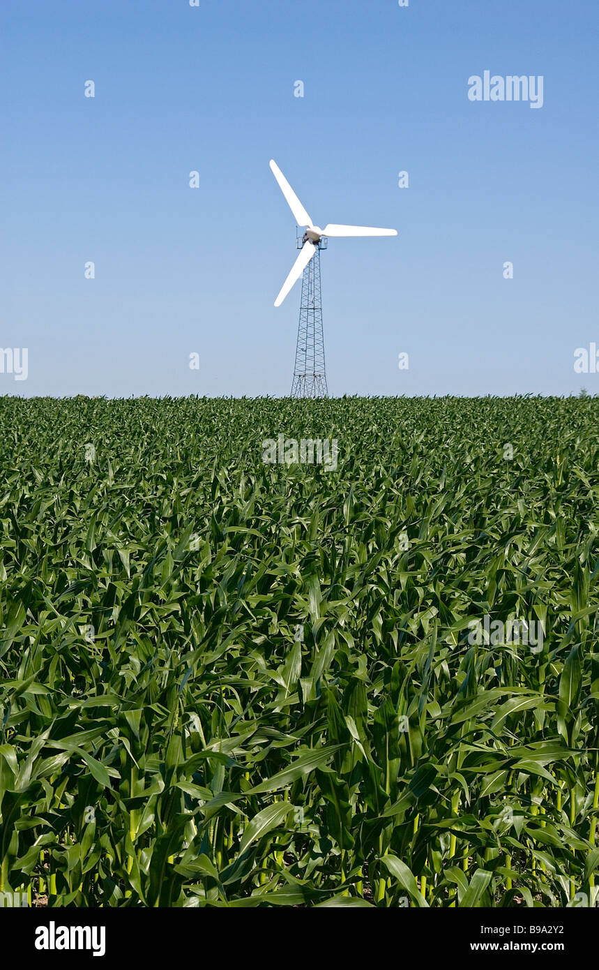 Windturbine i Mais Feld Jütland Dänemark grün Stockfoto