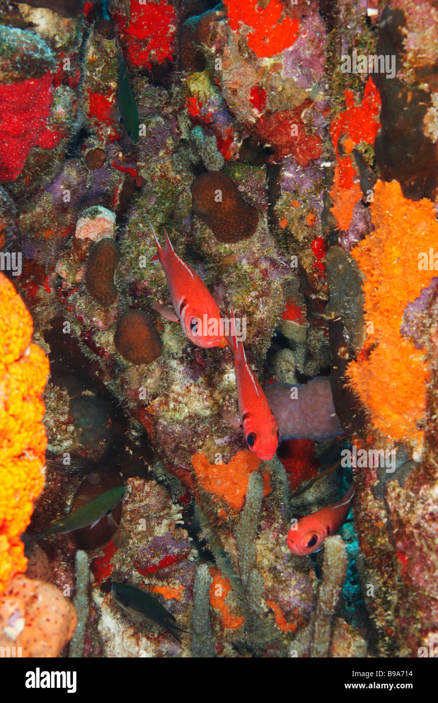 Balken Soldatenfische Myripristis Jacobus ein Trio an einem Korallenriff in Bonaire Niederländische Antillen Stockfoto