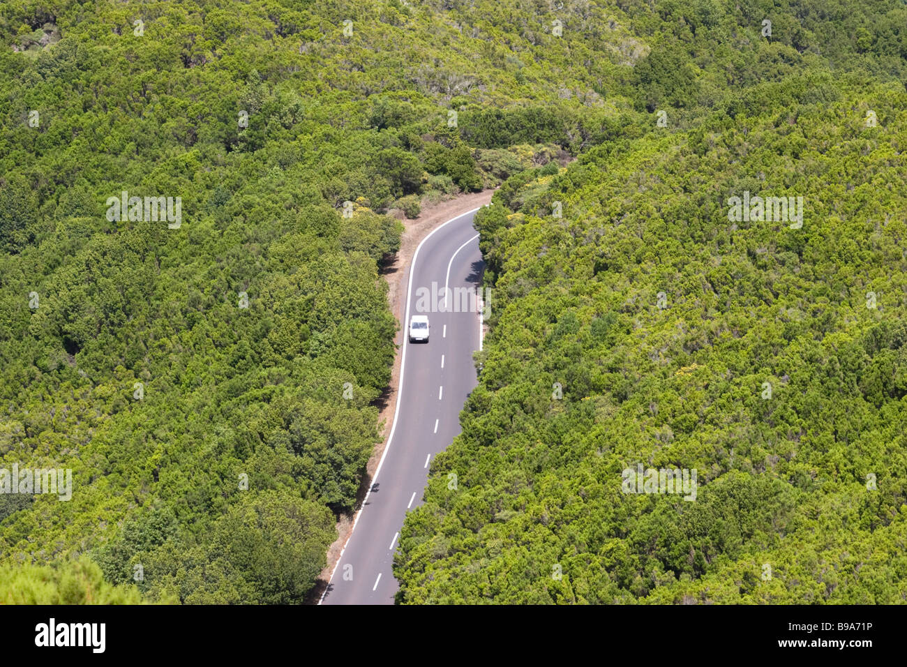 Straße durch Lorbeerwald Stockfoto