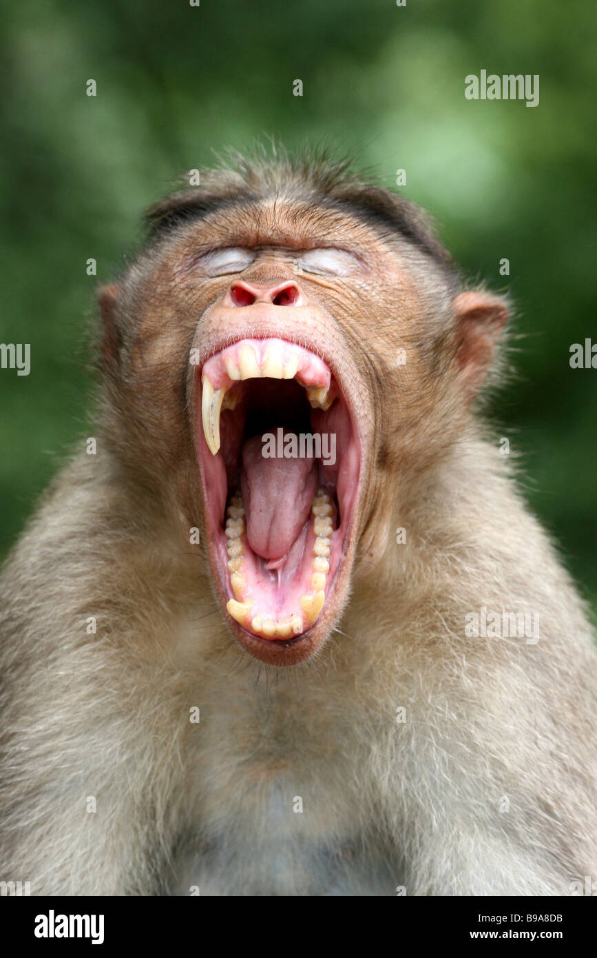 Porträt des männlichen Bonnet Macaque Macaca Radiata Gähnen und zeigt Eckzähne In Chinnar Wildlife Sanctuary, Kerala, Indien Stockfoto