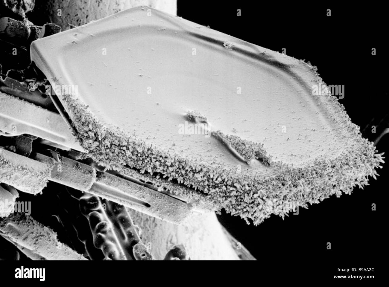 Elektron Schliffbild eines Kristalls rimed sechseckige Schneeflocke Stockfoto