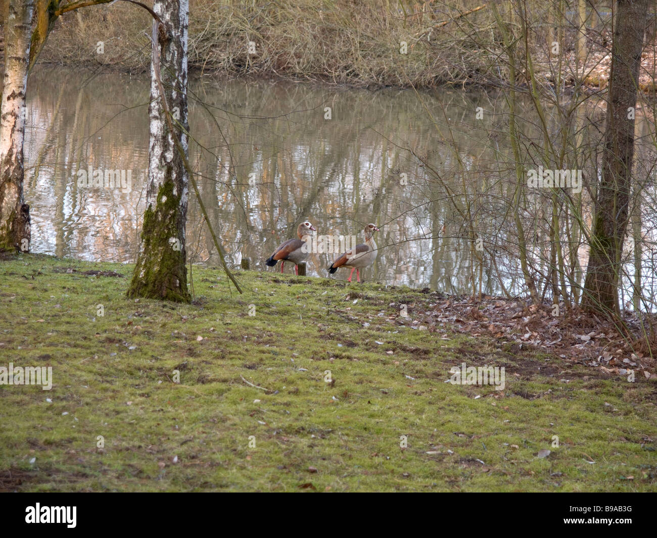 zwei Gänse am Teich Schwanenteich in Gießen Hessen Deutschland
