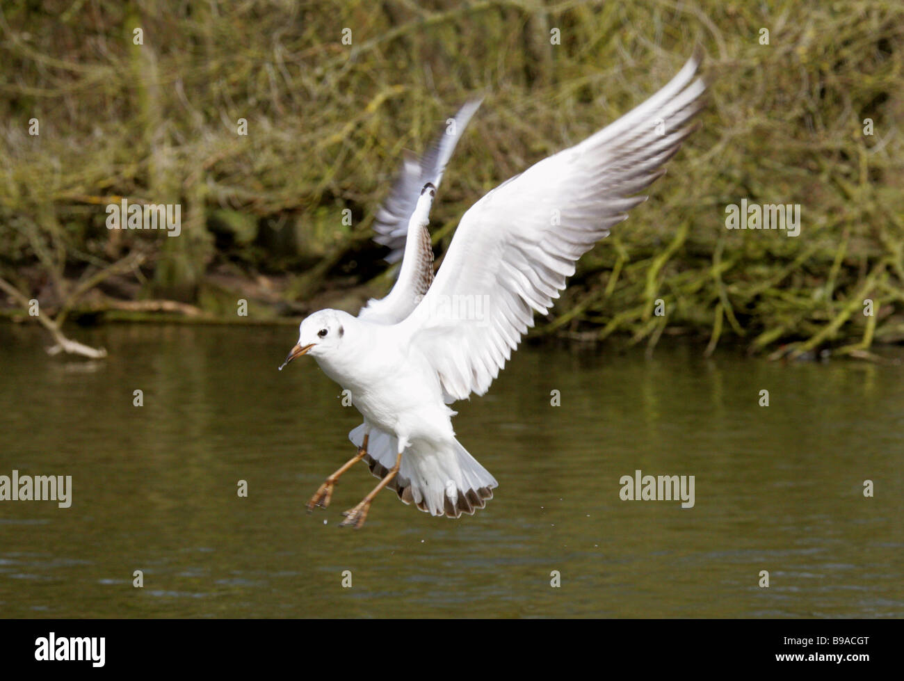 Unreife schwarz geleitet Möve, Larus Ridibundus, Laridae Stockfoto