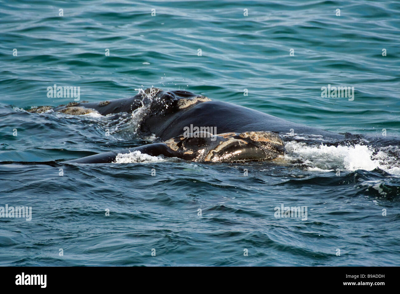 Southern Right Wale - Mutter und Kalb Stockfoto