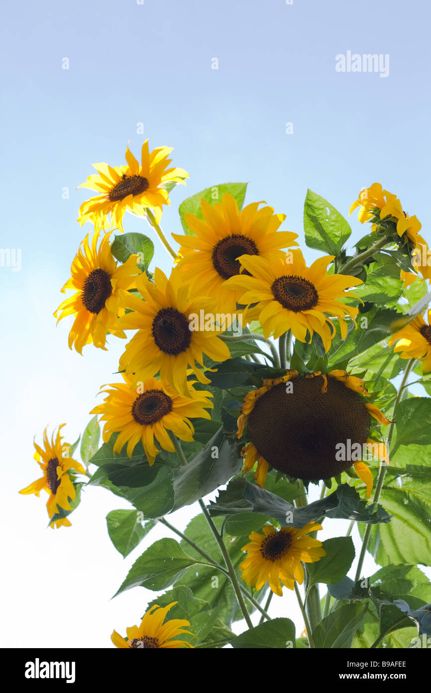 eine Gruppe von Sonnenblumen vor einem strahlend blauen Himmel Stockfoto