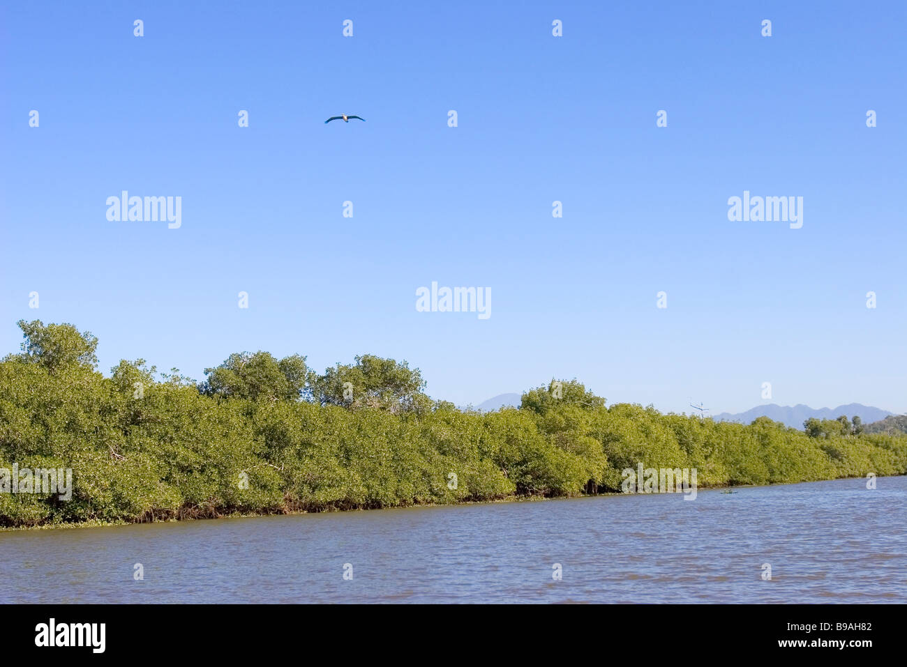 Brauner Pelikan fliegen über dem Rio San Cristibol San Blas Nayarit Mexiko Stockfoto
