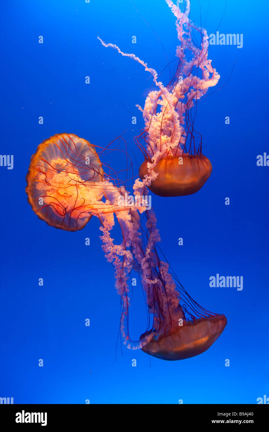 Quallen Meer Jelly spektakuläre Ocean Park Hong Kong Stockfoto