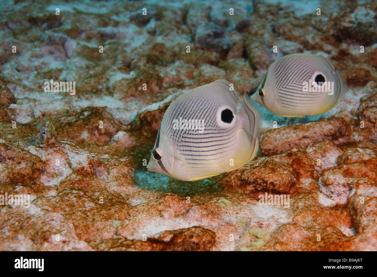 Foureye Butterflyfish Chaetodontidae Capistratus koppeln schwimmen Stockfoto