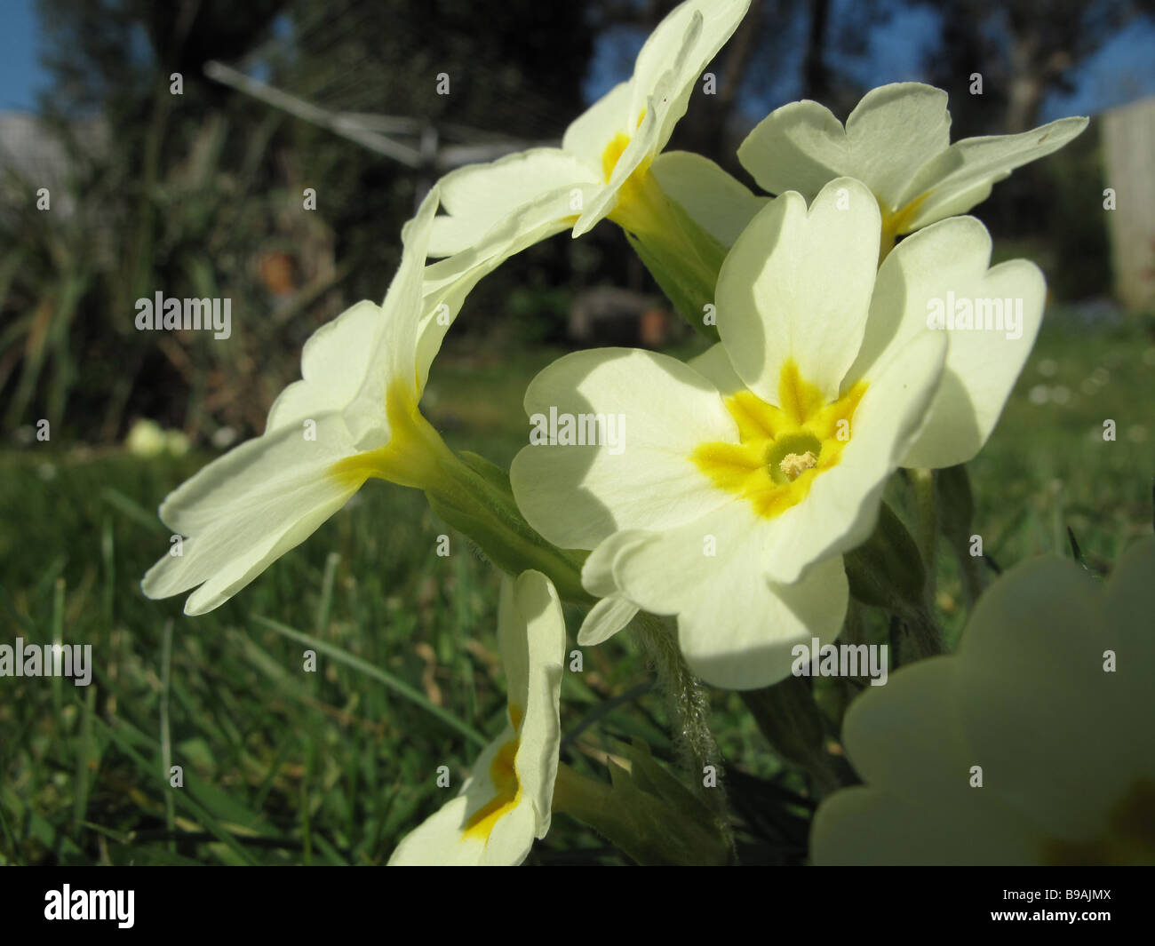 Eine gelbe Primel an einem sonnigen Tag Stockfoto