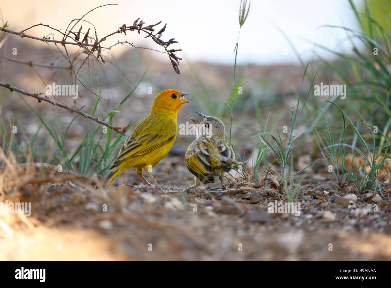 Safran Finch Sicalis Flaveola Flaveola auch bekannt als brasilianische Safran Finch Sparrow Finch oder gelbe Finch Stockfoto