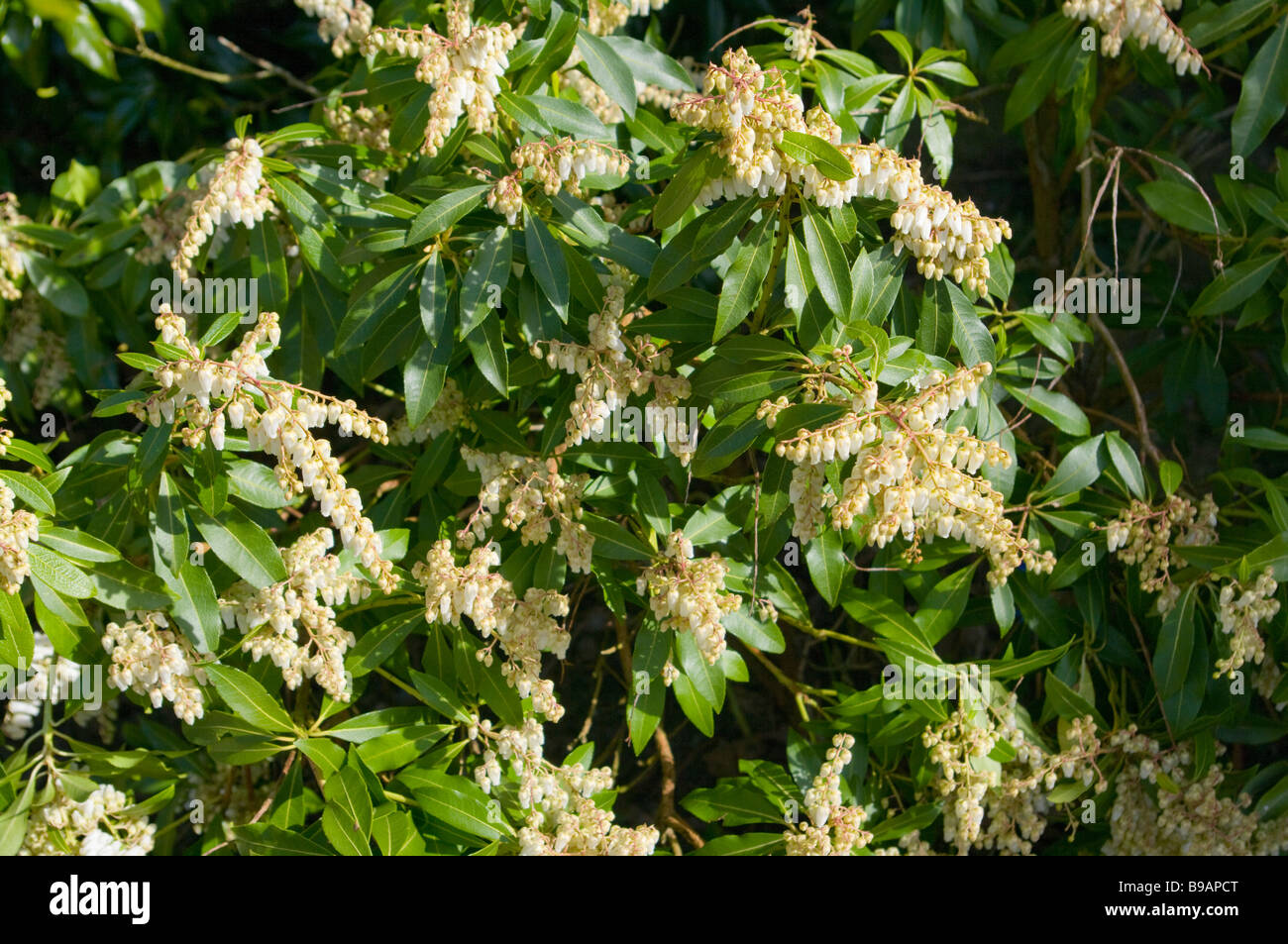 images Pieris Japonica Bush alamy