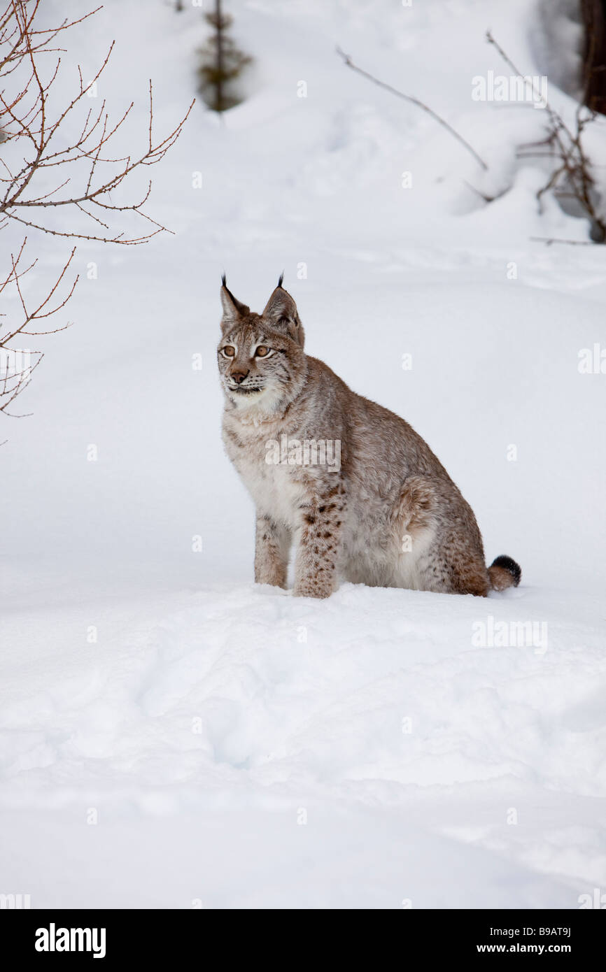 Colorado Estes Park 2008 Stockfoto