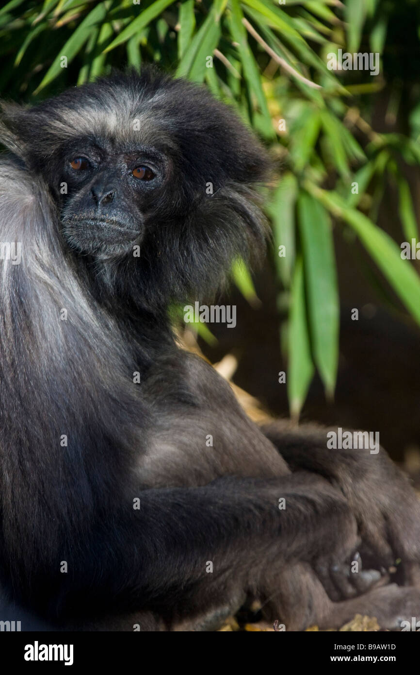 50 Jahre alte weibliche Gibbon ('Lulu') im Parc De La Tête d ' or (Golden Head Park) von Lyon, Frankreich Stockfoto