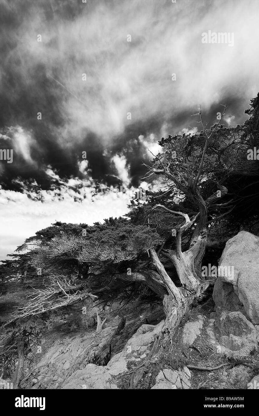 Typische Monterey-Zypresse, Kalifornien Stockfoto