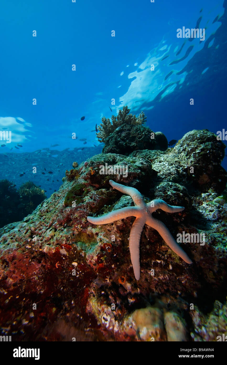 Sea Star oder Seestern (Linckia Laevigata) auf einer Koralle Walze mit Wolken und Himmel Stockfoto