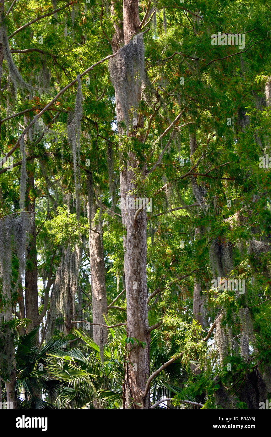 tropischen Waldumgebung mit verschiedenen Bäumen, Florida, usa Stockfoto