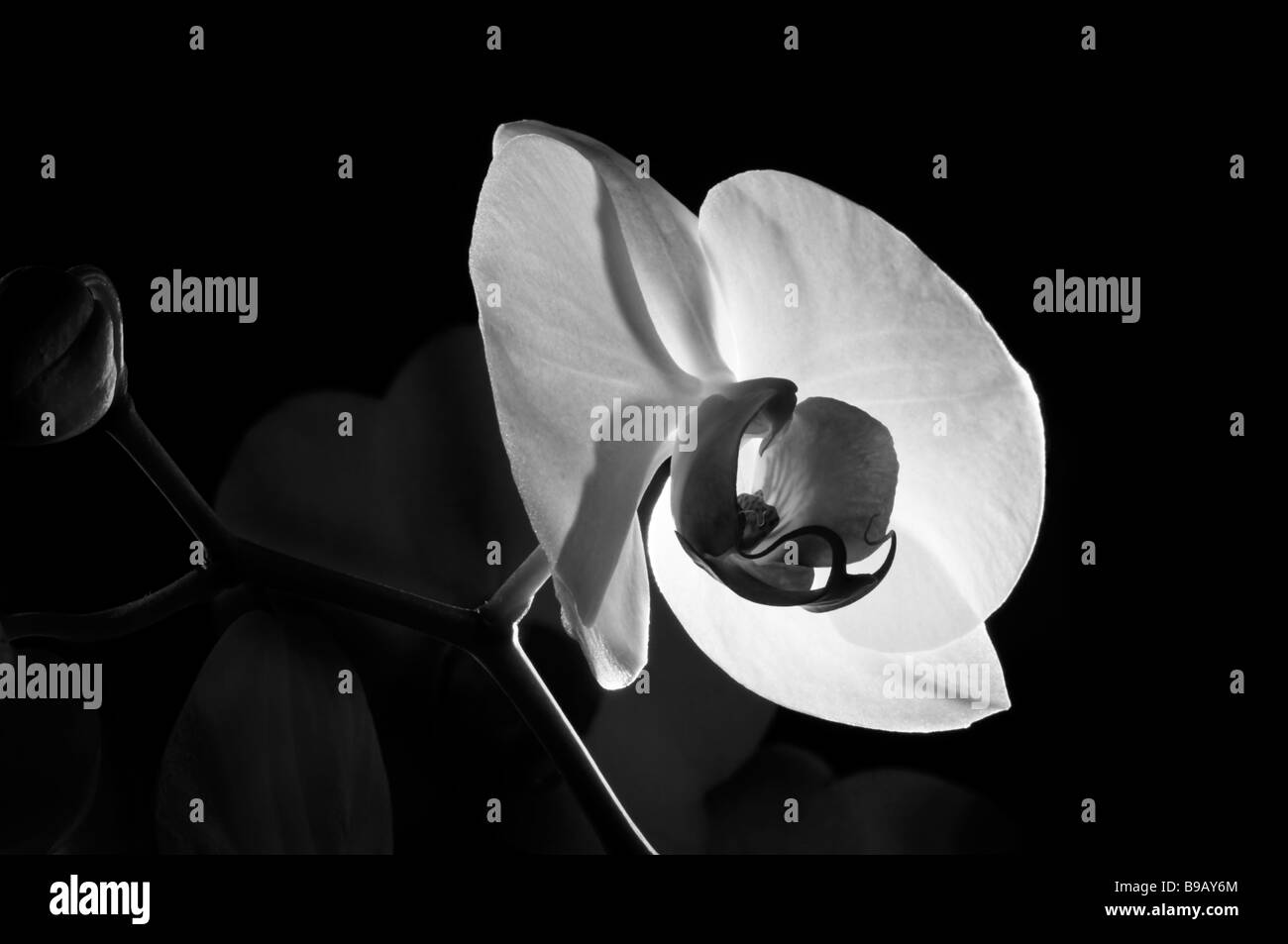 abstrakte farbige Studie der weiße Orchidee erschossen vor einem schwarzen Hintergrund Stockfoto