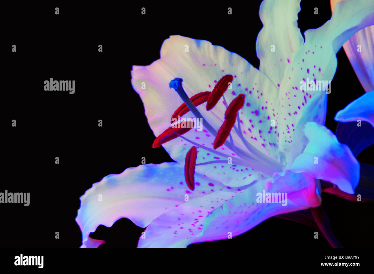 abstrakte farbenfrohe Studie des weißen Lilly erschossen vor einem schwarzen Hintergrund Stockfoto