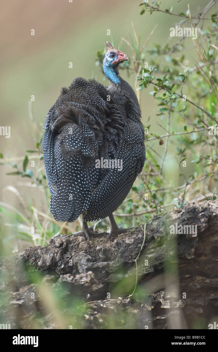 Guineafowl Guttera pucherani, Kenia, Afrika Stockfoto