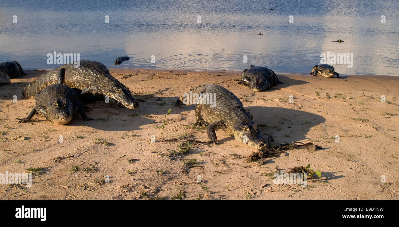 Yacare caimans Caiman yacare, Pantanal, Brasilien Stockfoto