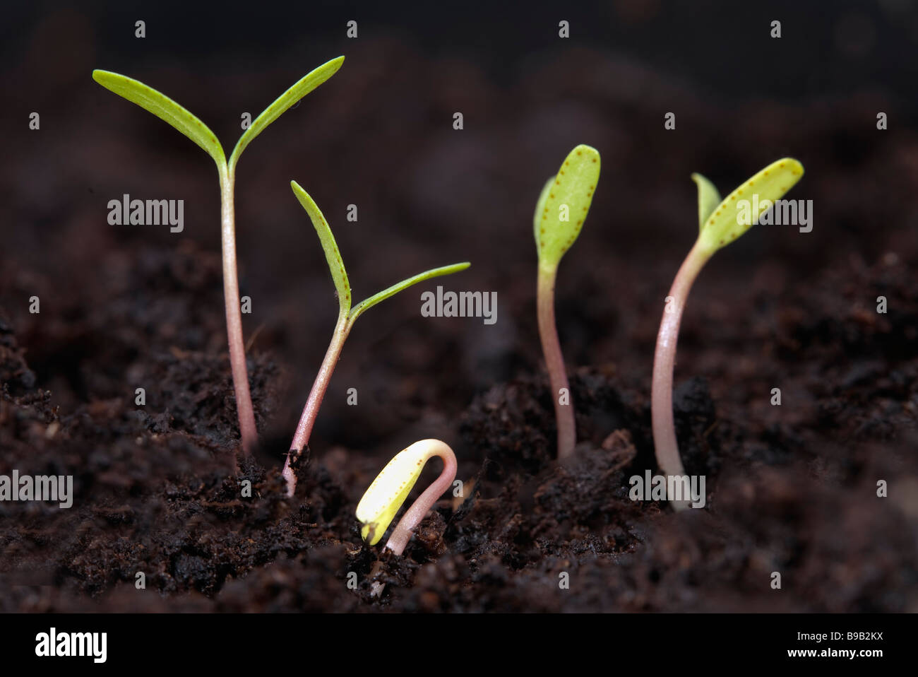 Keimblätter von 5 neuen Ringelblume Sämlinge im torfokompostom Stockfoto