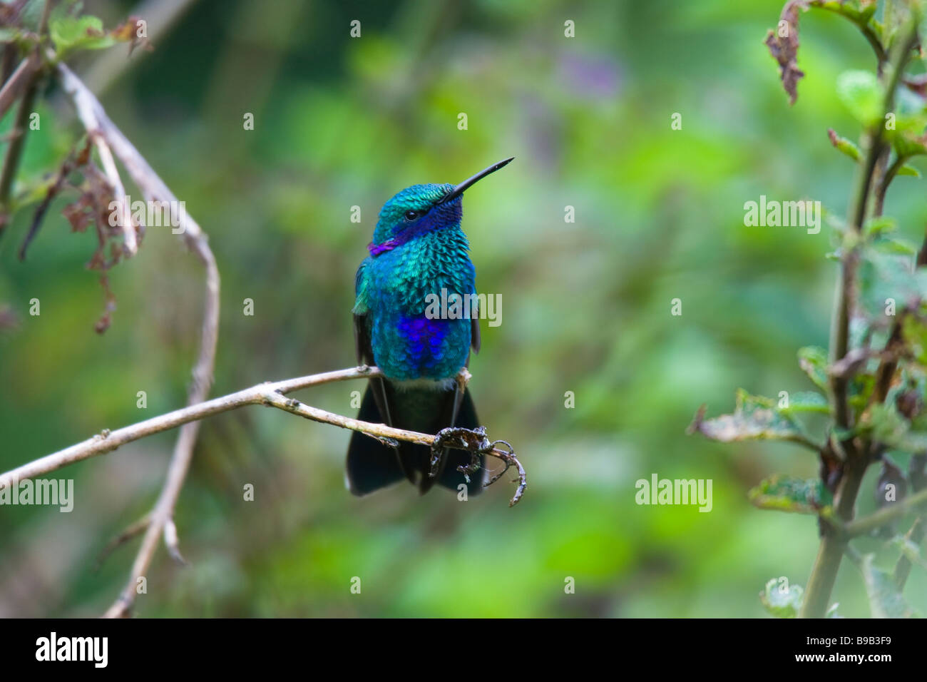 Funkelnde violett-Ohr (Colibri Coruscans) thront auf einem Toten Ast Stockfoto
